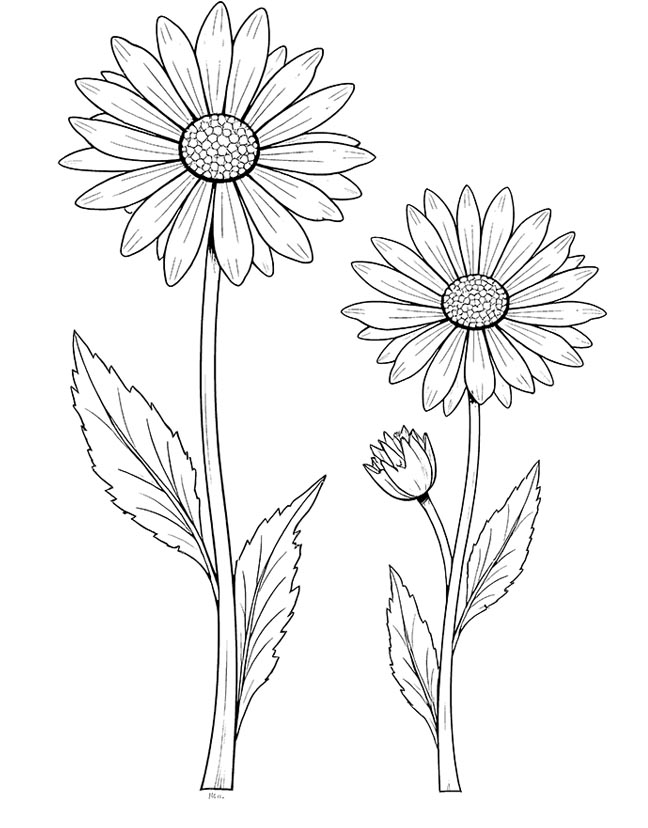 Aster flower meadow coloring page